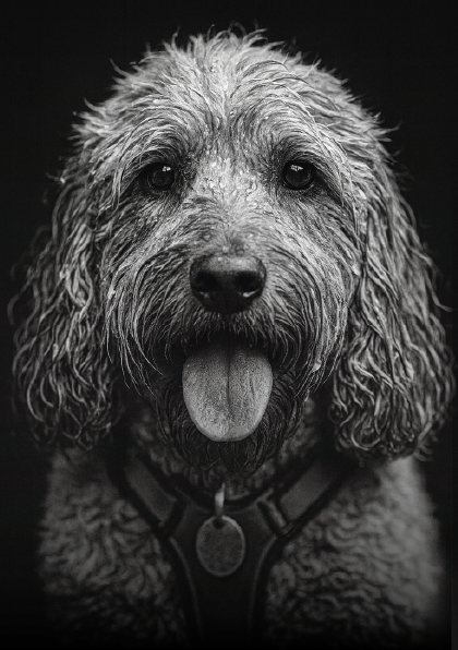 Custom Black & White Pet Portrait - Personalised Fine Art Gift